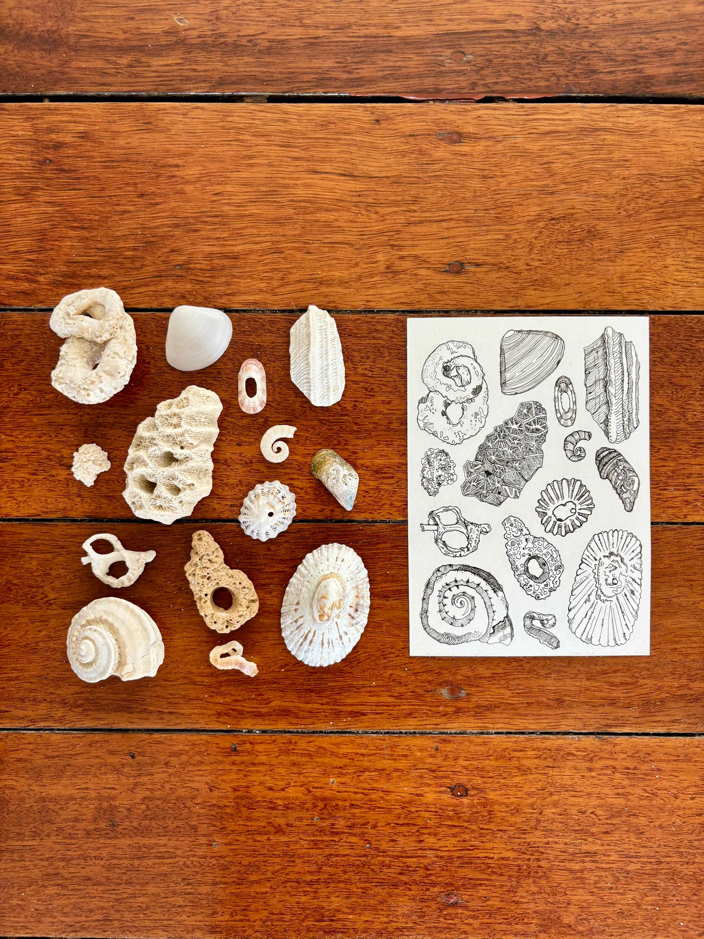 She Sells Sea Shells - A5 Art Print